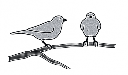 tekening van voor- en zij-aanzicht van een vogel op een tak